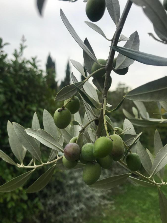 B&B Il Pettirosso Di Сиена Екстериор снимка